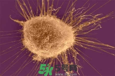 不宜過(guò)多食用辣椒的人群有哪些？夏天吃辣椒的好處有哪些？