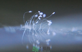 優(yōu)曇花是什么花？優(yōu)曇花現(xiàn)實中有嗎？