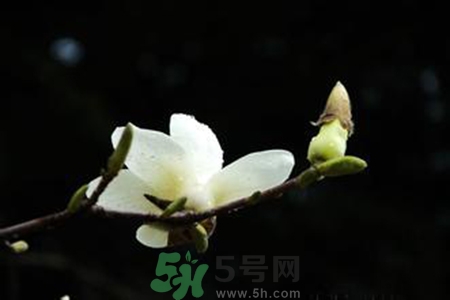 優(yōu)曇花是什么花？優(yōu)曇花現(xiàn)實中有嗎？
