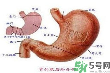 哪些食物幫你在酒后保養(yǎng)胃部？養(yǎng)胃護胃的誤區(qū)是什么？