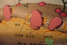 膽固醇對(duì)人體有傷害嗎？膽固醇是什么？