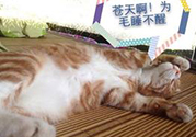 秋乏是什么原因？秋乏怎么辦？