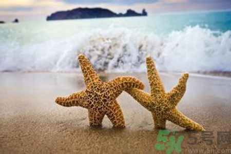 海星可以離開水嗎？海星離開水還可以活多久？