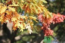 秋老虎如何謹(jǐn)防皮膚?。壳锢匣⑷绾晤A(yù)防皮膚?。?></p><h3>三類人群立秋養(yǎng)生要格外需要注意</h3><h4>脾虛患者</h4><p>脾虛的人常常表現(xiàn)為食少腹脹、食欲不振、肢體倦怠、乏力、時(shí)有腹瀉、面色萎黃，這類朋友進(jìn)補(bǔ)前不妨適度吃點(diǎn)健脾和胃的食物，以促進(jìn)脾胃功能的恢復(fù)，如茯苓餅、芡實(shí)、山藥、豇豆、小米等都是不錯(cuò)的選擇。</p><h4>胃火旺盛者</h4><p>平素嗜食辛辣、油膩之品的朋友，日久易化熱生火，積熱于腸胃，表現(xiàn)為胃中灼熱、喜食冷飲、口臭、便秘等。這類朋友進(jìn)補(bǔ)前一定要注意清胃中之火。適度多攝入些苦瓜、黃瓜、冬瓜、苦菜、苦丁茶等，待胃火退后再進(jìn)補(bǔ)。</p><p style=