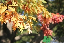 秋天換季病有哪些？秋天該如何保健養(yǎng)生呢？