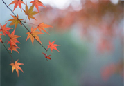 如何應(yīng)對(duì)秋老虎？秋老虎如何養(yǎng)生？