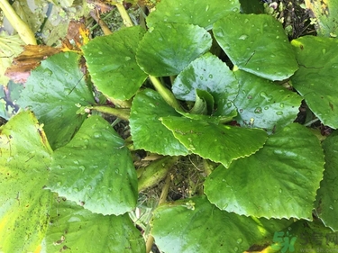 菱角和豬肉能一起吃嗎？菱角和什么不能一起吃？