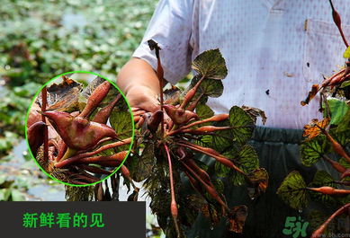 菱角是發(fā)物嗎？菱角是寒性的嗎？