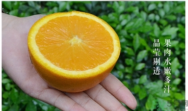 新奇士橙什么人不能吃？新奇士橙的禁忌