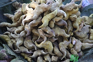 菱角是什么？菱角是什么季節(jié)成熟的？