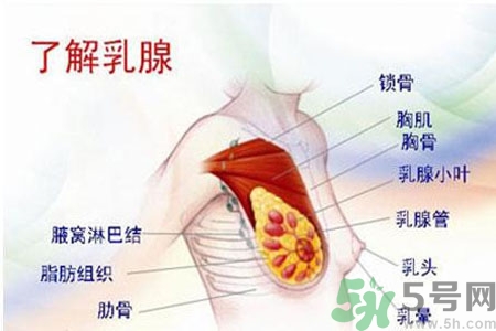 如何預防女性乳頭痛？女性需注意乳房的哪些問題？