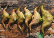 菱角懷孕可以吃嗎？孕婦能吃菱角嗎？