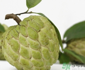 釋迦果怎么吃？釋迦的營(yíng)養(yǎng)價(jià)值功效作用