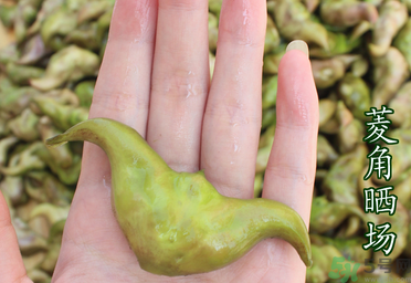 菱角懷孕可以吃嗎？孕婦能吃菱角嗎？
