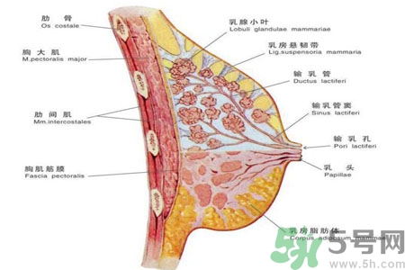 乳腺增生可以懷孕嗎？如何預防乳腺增生？
