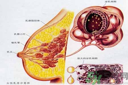乳腺增生可以懷孕嗎？如何預防乳腺增生？