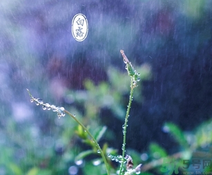 白露茶是什么茶？白露為什么要喝白露茶？