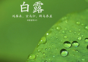 白露喝什么茶？白露養(yǎng)生茶飲推薦