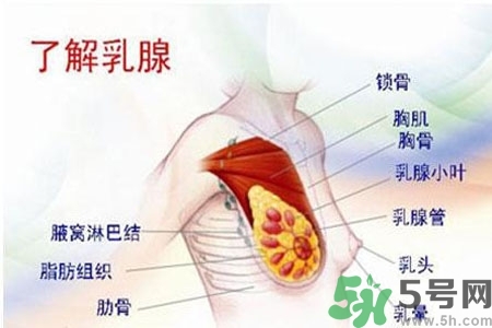 乳房上有硬塊怎么辦？乳房有硬塊的病因是什么？