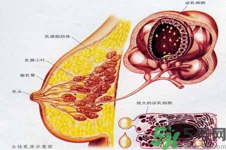 乳房上有硬塊怎么辦？乳房有硬塊的病因是什么？
