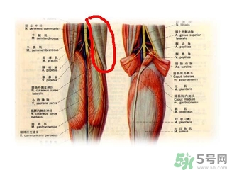 韌帶斷裂吃什么好得快？前十字韌帶斷裂吃什么補品？