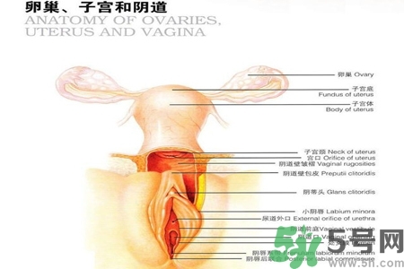 陰道出血和什么有關？陰道出血的應急措施有哪些？