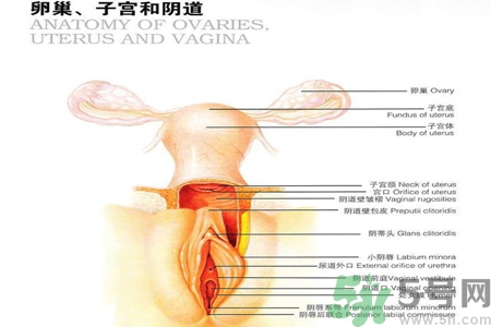 陰道松弛是什么？陰道松弛的癥狀有哪些？