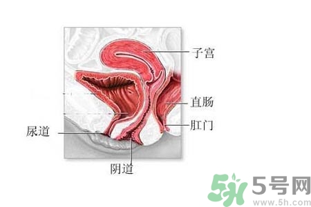 陰道松弛有什么危害？?陰道松弛恢復(fù)的方法有哪些？