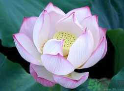 出伏吃什么養(yǎng)生？出伏養(yǎng)生注意事項(xiàng)