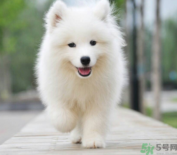 狗狗可以吃月餅嗎？狗狗吃月餅的危害