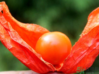 孕婦可以吃紅姑娘嗎？紅姑娘的藥用價(jià)值