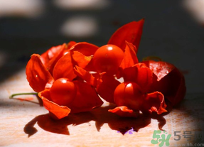 紅姑娘吃多了會(huì)怎樣？吃野生紅姑娘的好處和壞處