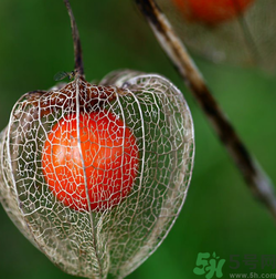 紅姑娘吃多了會(huì)怎樣？吃野生紅姑娘的好處和壞處