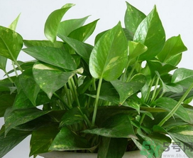 客廳放什么植物好？客廳植物選什么好？