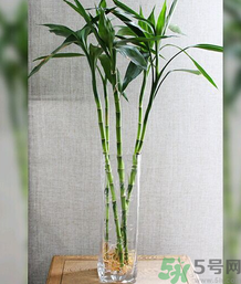 客廳放什么植物好？客廳植物選什么好？