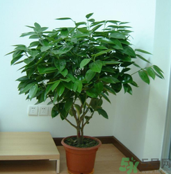 客廳放什么植物好？客廳植物選什么好？