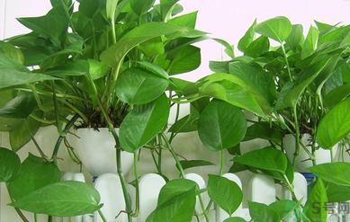臥室放什么植物好？臥室植物放什么好？