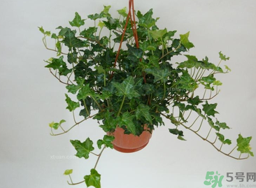 臥室放什么植物好？臥室植物放什么好？