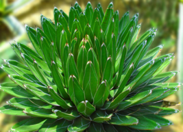 什么植物吸收甲醛最好？吸收甲醛的室內(nèi)植物