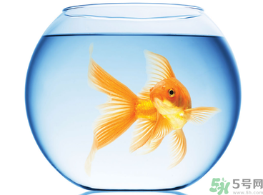 家里養(yǎng)魚好嗎？家里養(yǎng)魚有什么講究？