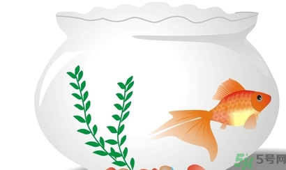 家里養(yǎng)魚好嗎？家里養(yǎng)魚有什么講究？