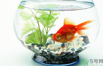 家里養(yǎng)魚好嗎？家里養(yǎng)魚有什么講究？