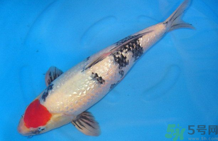 家里養(yǎng)什么魚好？家里養(yǎng)魚幾條最好？