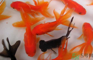 家里養(yǎng)什么魚好？家里養(yǎng)魚幾條最好？
