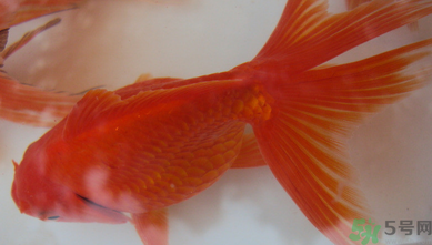 家里養(yǎng)什么魚好？家里養(yǎng)魚幾條最好？