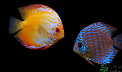 家里養(yǎng)什么魚好？家里養(yǎng)魚幾條最好？