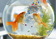 家里養(yǎng)魚好嗎？家里養(yǎng)魚有什么講究？