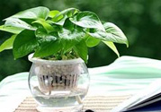 臥室放什么植物好？臥室植物放什么好？