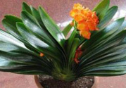 客廳放什么植物好？客廳植物選什么好？