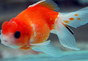 家里養(yǎng)什么魚好？家里養(yǎng)魚幾條最好？